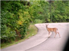 Deer