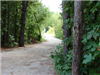 Tree-lined trail
