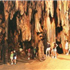 DeSoto Caverns
